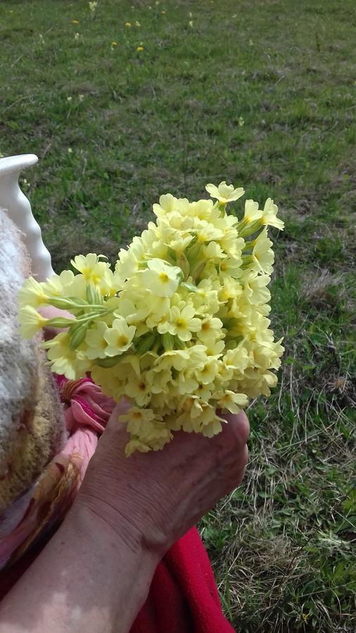 Pensiunea Gentiana Vatra Dornei Exteriér fotografie
